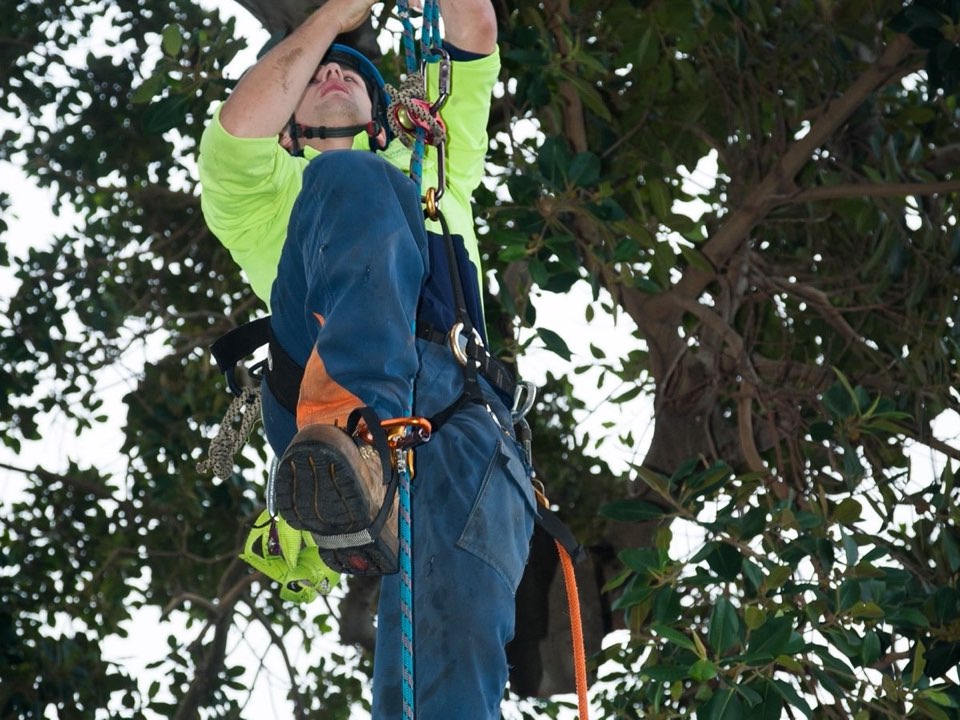 Qualified arborist working in a mature tree during a risk assessment in Scottish Borders
