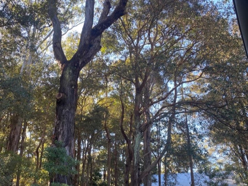 Mature trees in Scottish Borders parkland with a property visible in the background